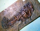 Complete 17 5cm Messel Fish  Cyclurus Kehreri W  Dentition  Eocene  Germany