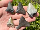 Fossil Megalodon Sharks Teeth Lot Of 5 South Carolina Shark Tooth Collection