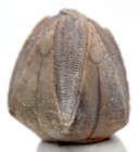 Blastoid Fossil Specimen Sea Life Authentic Pentremites Echinoderm Kentucky