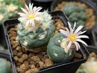 Astrophora Cactus 25 Seeds  l a-v 