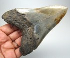 Megalodon Shark Tooth - Real Fossil 4    - Shark Teeth Serrated Blade No Repairs