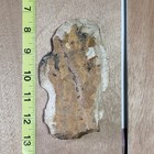 Well Used Authentic Arkansas Stemmed Spear Damaged Artifact Knife Arrowhead Tool