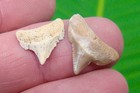 Angustidens Shark Teeth Megalodon Ancestor Land Site Rare Juvenile Sharks Teeth