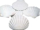 6 White Irish Baking Scallop Shells  3 5-4   Restaurant Quality Beach Decoupage