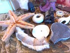 Cabinet Of Curiosities Vintage Lot Found Objects Bizarre Oddities Dark Academia