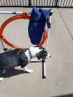 Dog Agility Tire Jump Training Equipment