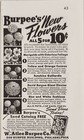 1942 Print Ad Burpee s Flower Seeds Marigolds zinnias W atlee Burpee Phil pa