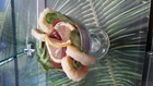 Realistic Life Size Faux Artificial Fake Food Pop Art    Shrimp Cocktail 