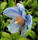 1 500 Heirloom Imported Himalayan Tibetan Blue Poppy Seeds For Planting Non-gmo