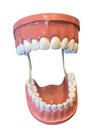 Large Teeth Dental Dentist Play Learn Office School Flexibledenture Joke Tik Tok