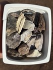     rr        19 Phytosaur Fossil Scutes In Container  Pre-dino  Ne Az      