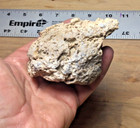 Triceratops Beak