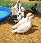 12  Purebred Fertile Muscovy Duck Hatching Eggs  rare Colors 