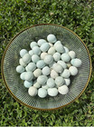 36 Celadon Rare Colors Blue Coturnix Quail Hatching Eggs 3 Dozen Mixed Variety
