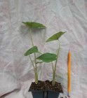   thailand Giant   Elephant Ear Colocasia Esculenta Starter Plant  usa Seller   
