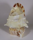 Large Conch Sea Shell Seashell Accent Lamp Base Needs Light   Cord 11 1 2  Tall