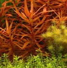 Ammania Gracilis Red Bunch Live Aquarium Plants Tank Freshwater Buy2get1free