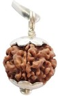 Original Nepali 1 Mukhi Gol Rudraksha original Ek Mukhi Rudraksha With Lab Certi