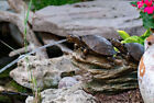 Aquascape Double Turtle On Log Spitter  pump Not Included 