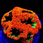 Ultra Blastomussa Coral Wysiwyg - Indigo Corals - Ic 3114