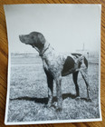 1950s Vintage German Shorthaired Pointer Hunting Dog Gundog B w Photo 8 X 10 In