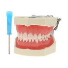 Us Kilgore Nissin 200 Type Dental Typodont Model 28 Pcs Removable Teeth M8011