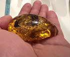 Butterfly Specimen Preserved In Resin     Pendant  Paperweight  Display