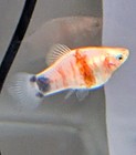 Tiger Striped Mickey Mouse Platy Female Only  Live Fish   Free Shipping 