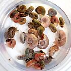 50 Ramshorn Snails Live Cleaner Feeder Pea Puffer Food Freshwater Aquarium Pond