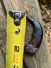 Five 2   Bear Claws  - Plus Shipping Is Free
