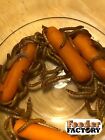Live Large  1   Mealworms - 250-10000 Counts - Free Shipping