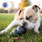 Chew Extreme Toy X Large 2 Pack Kong Fetch Treat-filling Capabilities Erratic