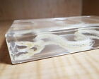 Large Snake Skeleton In Resin  Animal Skeletons  Oddities  Hypsiscopus Plumbea