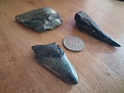Megalodon Shark Tooth Lot  Juvenile Megalodon Tooth  Fossil Shark Teeth  Fossils