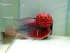 High-quality Male Super Red Dragon Flowerhorn With Vibrant Color And Strong Head