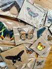 Real Butterflies And Moths Wings Spread Open  Mixed Random Assortment
