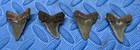 Lot Of 4 Angustidens Shark Tooth Fossil From Sc