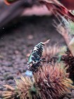 Purple Metallic Caridina Shrimp 7 1