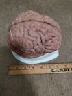 Human Brain Model 8 Piece Take Apart Anatomical Scientific Organ Teaching Tool 