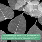 100-pack Skeleton Leaves  Natural Bodhi Skeleton Leaves Vein 13cm  White 