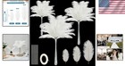 Bulk 240 Natural Ostrich Feathers - Ideal For Centerpieces   Floral Arrangements