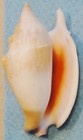 Strombus Bulla 74mm Sarangan Bay philippines 5-10 Meters Coral Reef