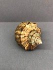 Rapana Venosa 90 2 Mm  Beautiful Color Sea Shell  Ukraine collectible Shell