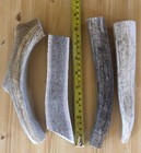Elk deer Antler 3 Xl Dog Treats Per Order     7-9    Inch Jumbo Naturally Shed Lot