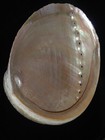 623 Haliotis Albicans 198 7mm Top Grading Important Natural Seashell Rare Beauty
