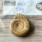 Whole Polished White Ammonite Fossil