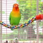 Bird Rope Perches For Parrots  Cockatiels  Parakeets  Budgie Cages Comfy Birds C