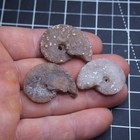3 Pcs 32-37mm Ammonite Chalcedony Mineral Fossil Ammonite Cretaceous 2441