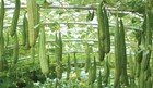 Luffa Gourd Sponge Seeds non-gmo heirloom organically Grown In Usa