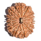 14 Fourteen Mukhi Rudraksha Nepal Origin Lab Certified A  Quality Energized